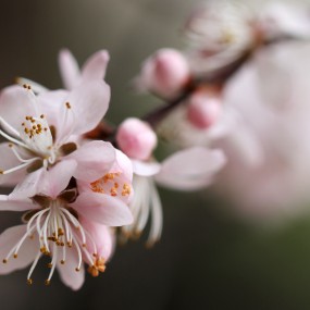 春天的花